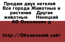 Продам двух нетелей - Все города Животные и растения » Другие животные   . Ненецкий АО,Осколково д.